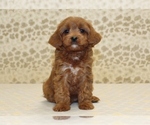 Small #2 Cavapoo