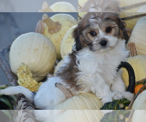 Cavachon Puppy for sale in ELDORADO, OH, USA