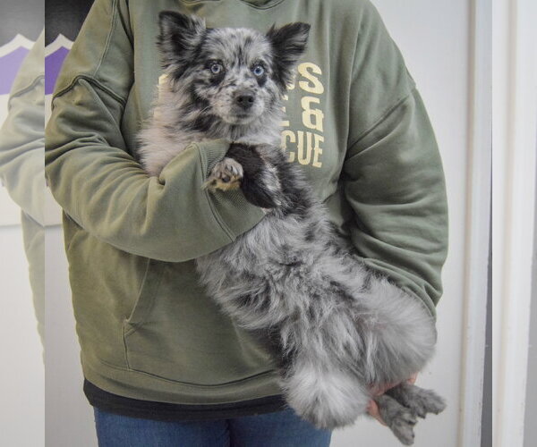 Medium Photo #3 Pomeranian-pomeranian spitz Mix Puppy For Sale in Huntley, IL, USA