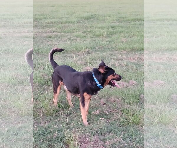 Medium Photo #3 German Shepherd Dog-Unknown Mix Puppy For Sale in The Woodlands, TX, USA