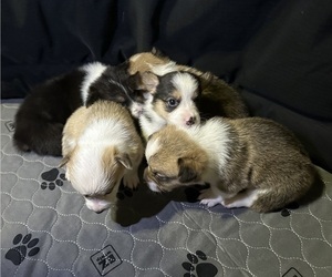 Pembroke Welsh Corgi Litter for sale in RIO RICO, AZ, USA