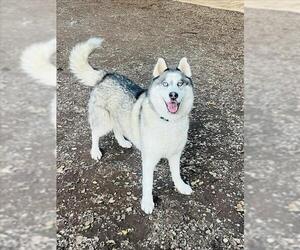 Siberian Husky Dogs for adoption in Santa Barbara, CA, USA