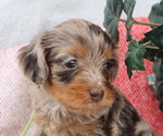 Small #1 Cavapoo