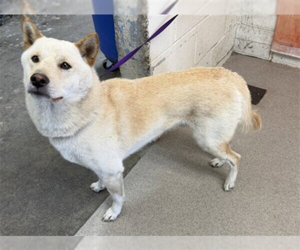 Medium Photo #1 Shiba Inu Puppy For Sale in San Bernardino, CA, USA