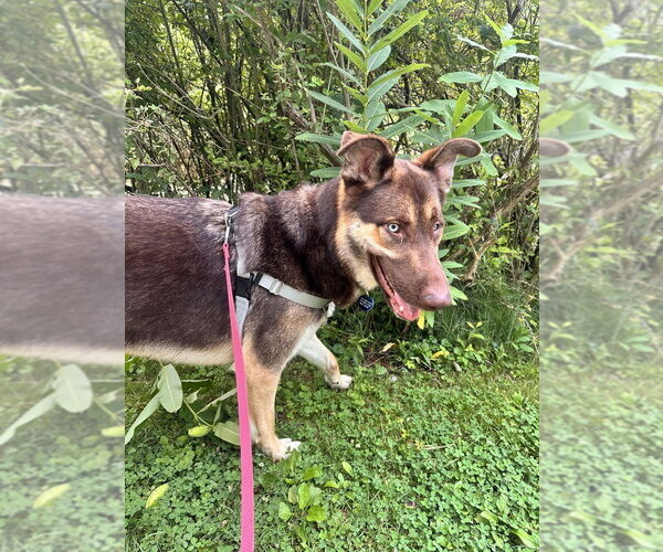 Medium Photo #4 Siberian Husky-Unknown Mix Puppy For Sale in Springdale, PA, USA