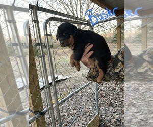 Rottweiler Puppy for sale in LAWRENCEBURG, TN, USA