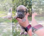 Small Photo #18 Cane Corso Puppy For Sale in DORCHESTER, SC, USA