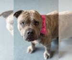 Small #1 American Pit Bull Terrier