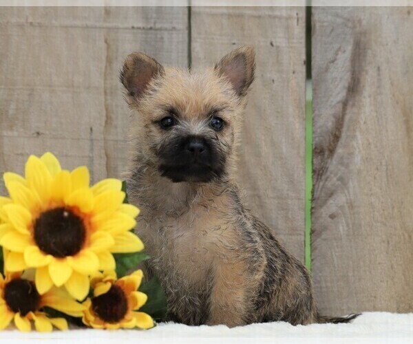 Medium Photo #1 Cairn Terrier Puppy For Sale in FREDERICKSBG, OH, USA