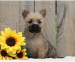 Small Photo #1 Cairn Terrier Puppy For Sale in FREDERICKSBG, OH, USA