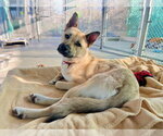 Small Photo #4 Mutt Puppy For Sale in Seal Beach, CA, USA