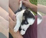 Small Photo #12 Border Collie Puppy For Sale in BRISTOW, OK, USA