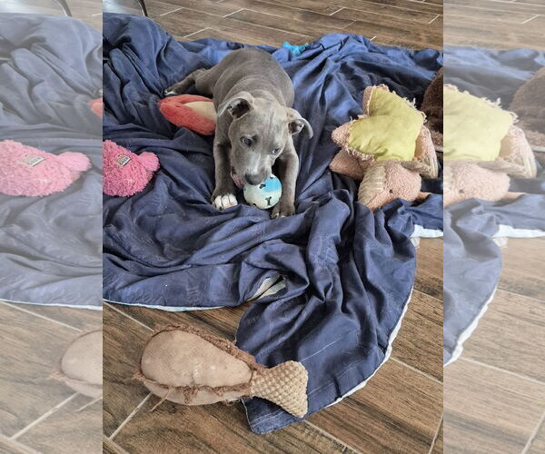 Medium Photo #17 Dachshund Puppy For Sale in Rosenberg, TX, USA