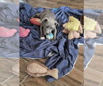 Small #16 Dachshund