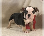 Small Photo #15 Olde English Bulldogge Puppy For Sale in CYNTHIANA, IN, USA