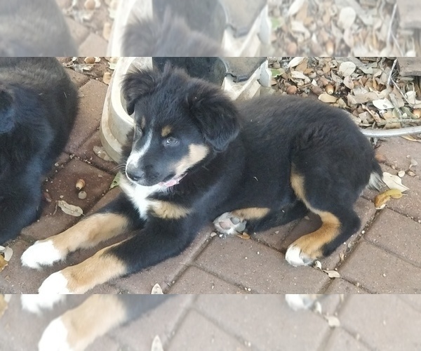 Medium Photo #4 Australian Shepherd Puppy For Sale in SAN ANTONIO, TX, USA