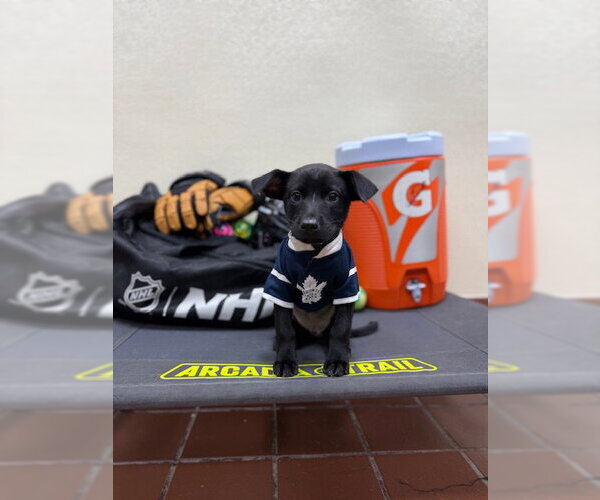 Medium Photo #1 Chihuahua-Unknown Mix Puppy For Sale in Jefferson, NJ, USA