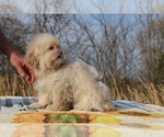 Small #5 ShihPoo