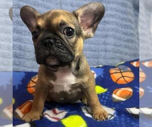 French Bulldog Puppy for sale in VIRGINIA BEACH, VA, USA