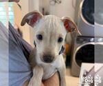 Small #2 Chihuahua Mix
