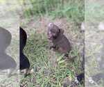 Small #1 Chihuahua Mix