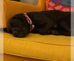 Small Photo #5 Basset Hound-Labrador Retriever Mix Puppy For Sale in Brooklyn Center, MN, USA