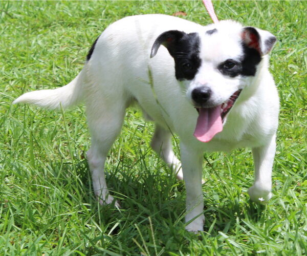 Medium Photo #4 Mutt Puppy For Sale in Prattville, AL, USA