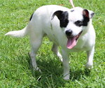 Small #3 Mutt