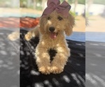Small Photo #49 Goldendoodle mix (+ Poodle Miniature) Puppy For Sale in MENIFEE, CA, USA