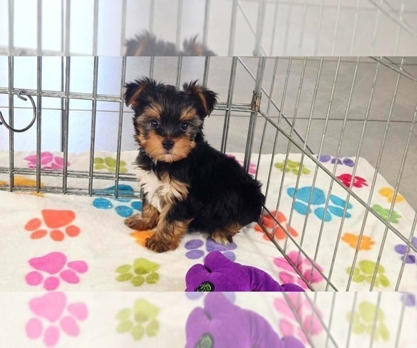 Medium Photo #3 Yorkshire Terrier Puppy For Sale in ORO VALLEY, AZ, USA