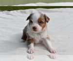 Small #7 Miniature Australian Shepherd
