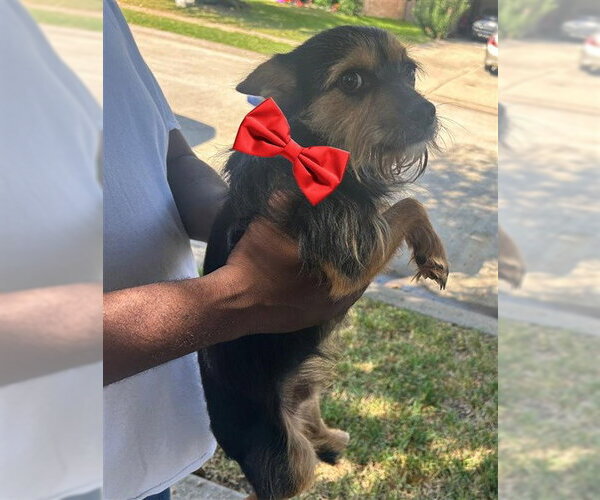 Medium Photo #1 Mutt Puppy For Sale in Houston, TX, USA