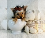 Small #4 Yorkshire Terrier