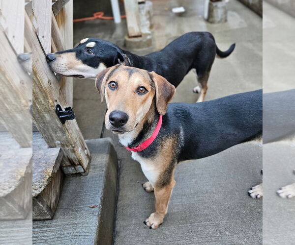 Medium Photo #2 German Shepherd Dog-Unknown Mix Puppy For Sale in Chicago, IL, USA