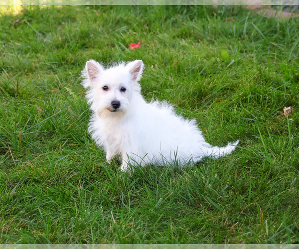 Medium Photo #6 West Highland White Terrier Puppy For Sale in SYRACUSE, IN, USA