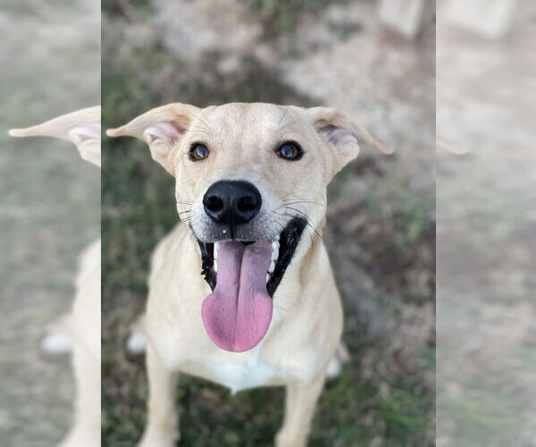 Medium Photo #3 Labrador Retriever-Unknown Mix Puppy For Sale in Oakhurst, NJ, USA