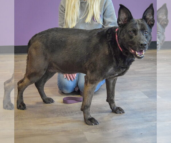 Medium Photo #2 Holland Shepherd-Unknown Mix Puppy For Sale in Huntley, IL, USA