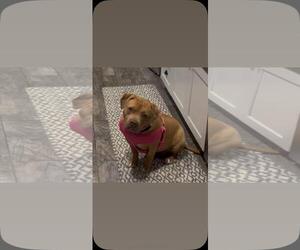 Indie - Female Mutt Dog for Adoption - Photo #2