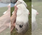 Small #9 Great Dane