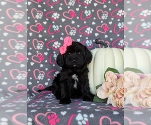 Poovanese Puppy for sale in KIRKWOOD, PA, USA