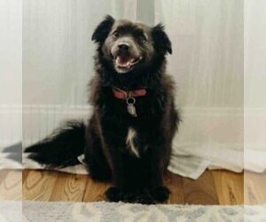 German Spitz Dog for Adoption in PHILADELPHIA, Pennsylvania USA