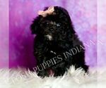 Small #5 Poodle (Miniature)