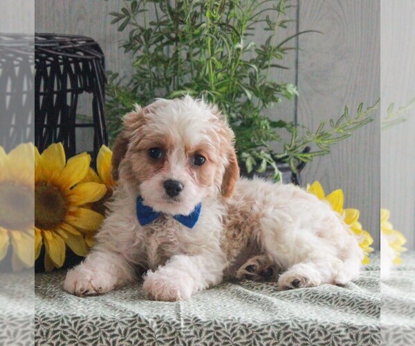 Medium Photo #3 Cavapoo Puppy For Sale in GORDONVILLE, PA, USA