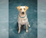 Small #5 Labrador Retriever Mix