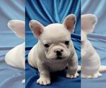 Small Photo #6 French Bulldog Puppy For Sale in WILDOMAR, CA, USA