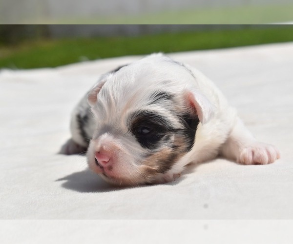 Medium Photo #6 Miniature Australian Shepherd Puppy For Sale in PALM COAST, FL, USA