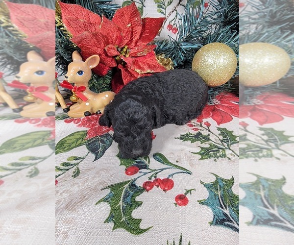 Medium Photo #53 Poodle (Toy) Puppy For Sale in BLACK FOREST, CO, USA