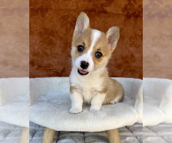 Medium Photo #2 Pembroke Welsh Corgi Puppy For Sale in OCALA, FL, USA