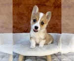 Small #1 Pembroke Welsh Corgi