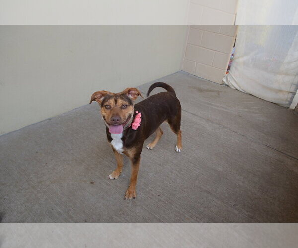 Medium Photo #3 Mutt Puppy For Sale in McKinney, TX, USA